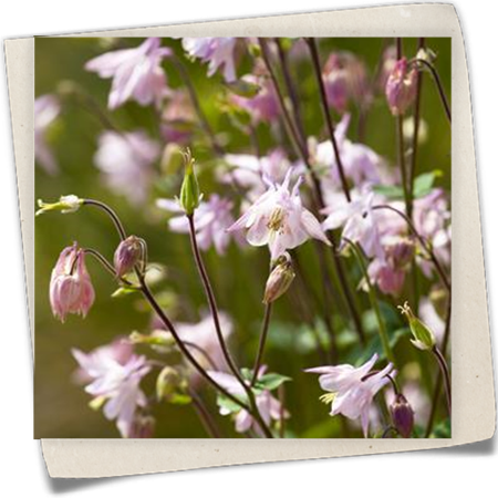 Kurzspornige Akelei Kurzspornige Akelei