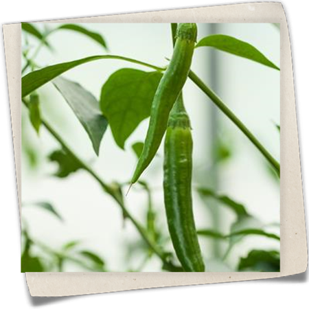 Peperoni 'De Cayenne' Peperoni 'De Cayenne'