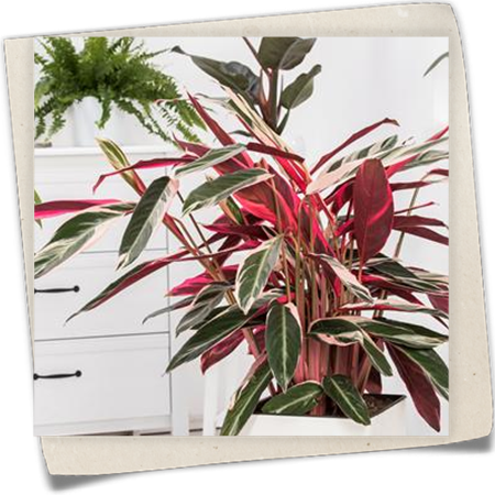 Stromanthe Stromanthe