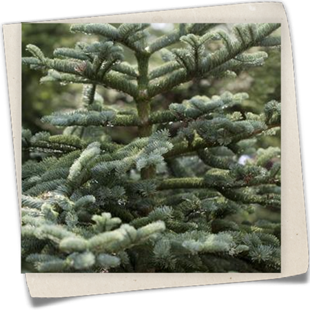 Colorado-Tanne Colorado-Tanne