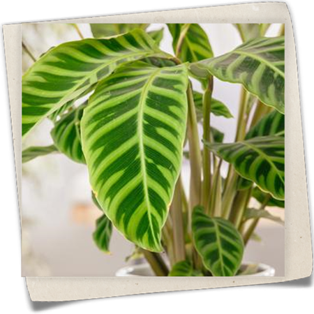 Korbmarante Korbmarante