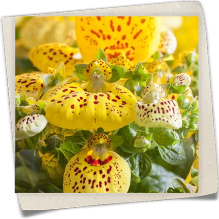 Pantoffelblume Pantoffelblume