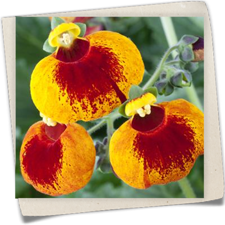 Pantoffelblume Pantoffelblume