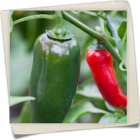 Extra-scharfe Paprika 'Jalapeno' Extra-scharfe Paprika 'Jalapeno'
