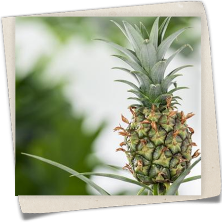 Ananas 'Corona' Ananas 'Corona'