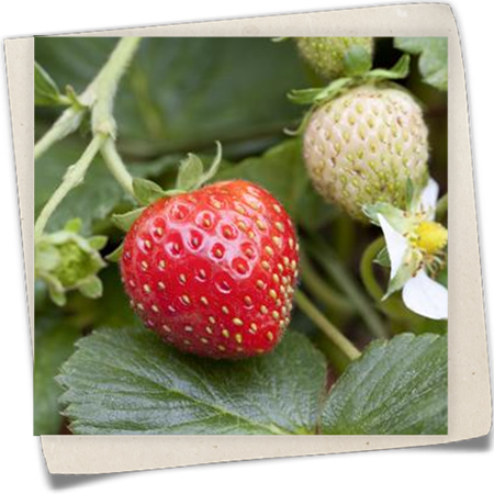 Erdbeere 'Mieze Schindler' Erdbeere 'Mieze Schindler'