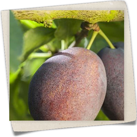 Reneklode 'Graf Althans Reneklode' Reneklode 'Graf Althans Reneklode'