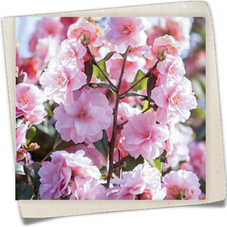 Kamelie 'Spring Festival' Kamelie 'Spring Festival'