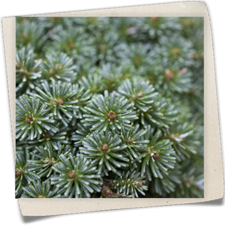 Koreatanne 'Blauer Eskimo' Koreatanne 'Blauer Eskimo'