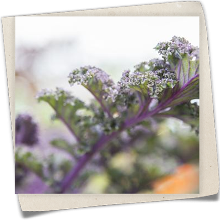 Grünkohl 'Redbor F1' Grünkohl 'Redbor F1'