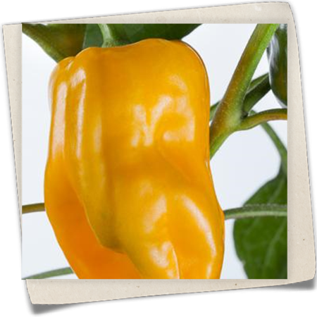 Balkonpaprika Balkonpaprika