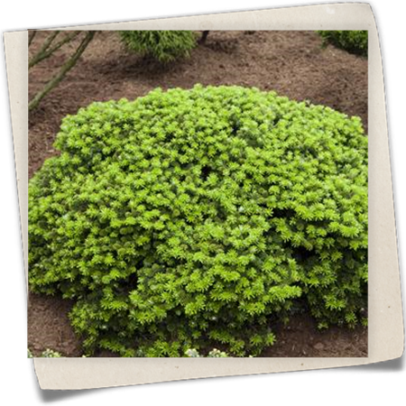 Koreatanne 'Brillant' Koreatanne 'Brillant'