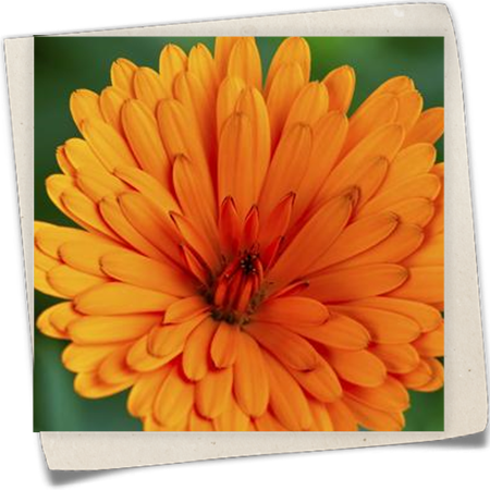 Gefüllte Ringelblume Gefüllte Ringelblume