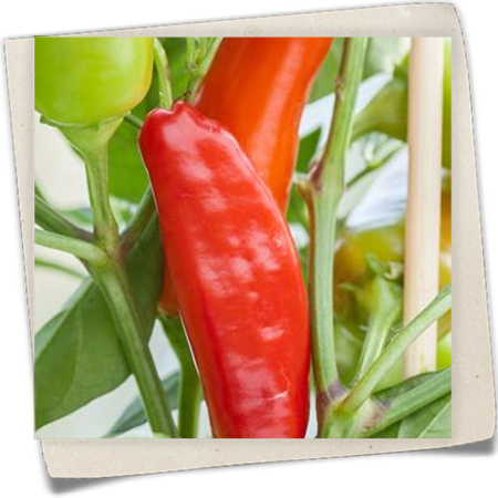 Paprika Pick & Joy® Paprika Pick & Joy®