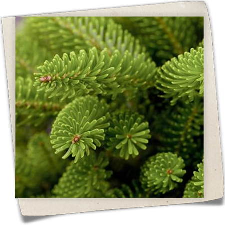 Kompakte Koreatanne 'Molli' Kompakte Koreatanne 'Molli'