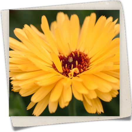 Ringelblume Ringelblume