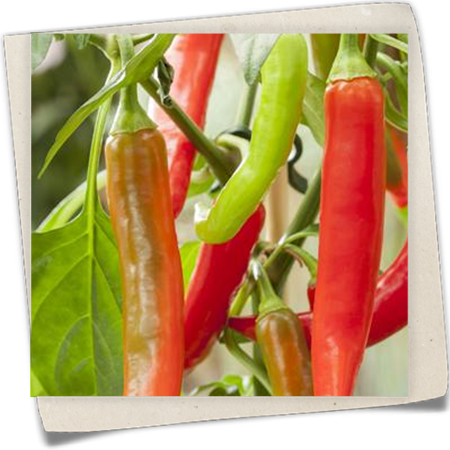 Chili Pick a Hot® Chili Pick a Hot®