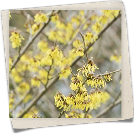 Schwefelgelbe Zaubernuss 'Arnold Promise' Schwefelgelbe Zaubernuss 'Arnold Promise'