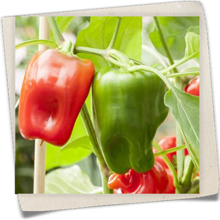 Paprika 'Pick a Pep'® Paprika 'Pick a Pep'®