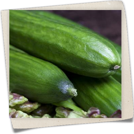 Snack-Gurke Snack-Gurke