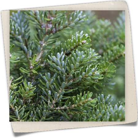 Koreatanne 'Silberperl' Koreatanne 'Silberperl'