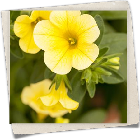 Zauberglöckchen 'Celebration'® Zauberglöckchen 'Celebration'®