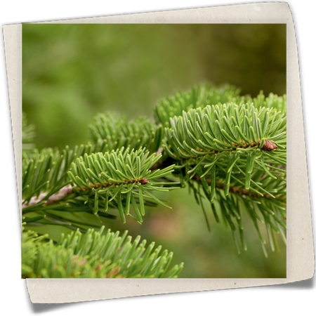 Nordmannstanne Nordmannstanne