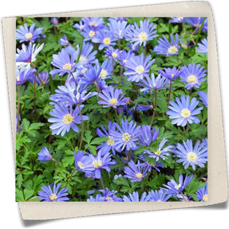 Strahlen-Windröschen Strahlen-Windröschen