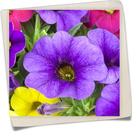 Zauberglöckchen 'Celebration® Karneval' Zauberglöckchen 'Celebration® Karneval'