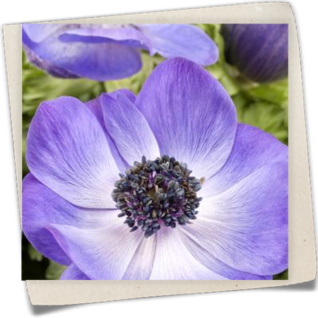 Garten-Anemone Garten-Anemone