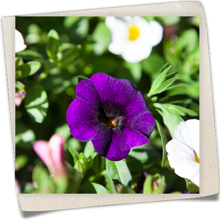 Zauberglöckchen 'Confetti' Zauberglöckchen 'Confetti'