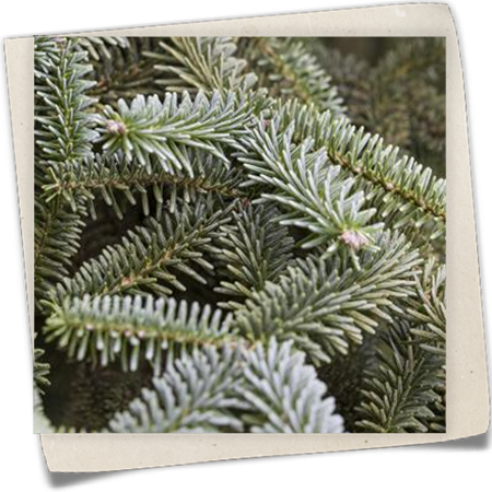 Blaue Spanische Tanne 'Kelleriis' Blaue Spanische Tanne 'Kelleriis'