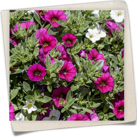 Zauberglöckchen 'Crazy Einhorn' Zauberglöckchen 'Crazy Einhorn'