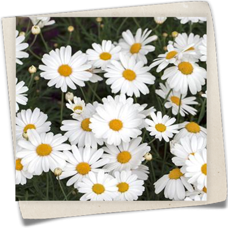 Strauchmargerite 'Crazy Daisy' Strauchmargerite 'Crazy Daisy'