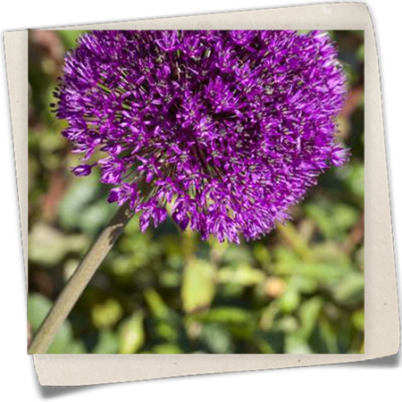 Iranischer Blumenlauch Iranischer Blumenlauch