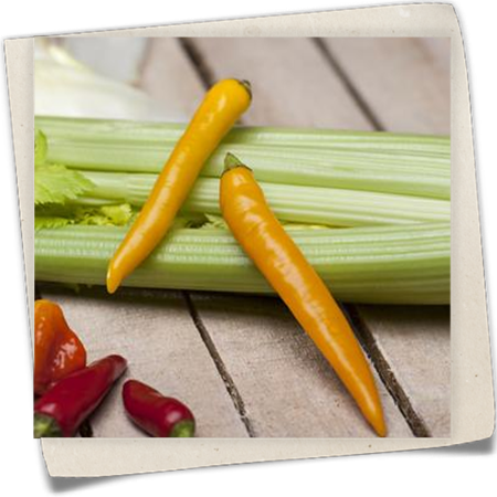 Bleich-Sellerie Bleich-Sellerie