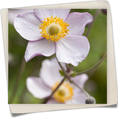 Herbst-Anemone Herbst-Anemone