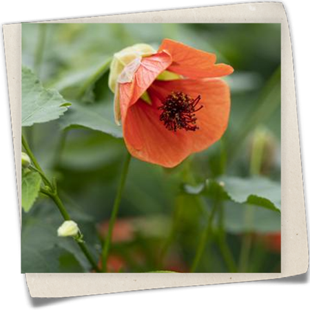 Schönmalve 'Red Trumpet' Schönmalve 'Red Trumpet'