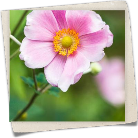 Herbst-Anemone 'Pink Saucer' Herbst-Anemone 'Pink Saucer'