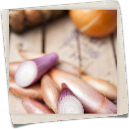 Schalotten Schalotten