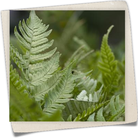 Rotschleierfarn Rotschleierfarn