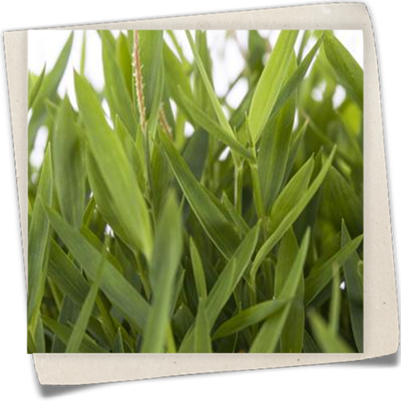 Zwergbambus Zwergbambus