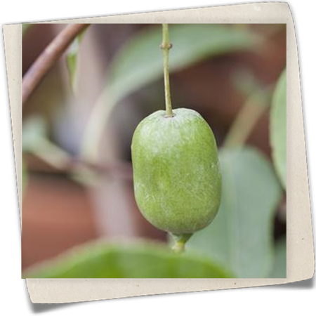 Kiwi 'Issai' Kiwi 'Issai'