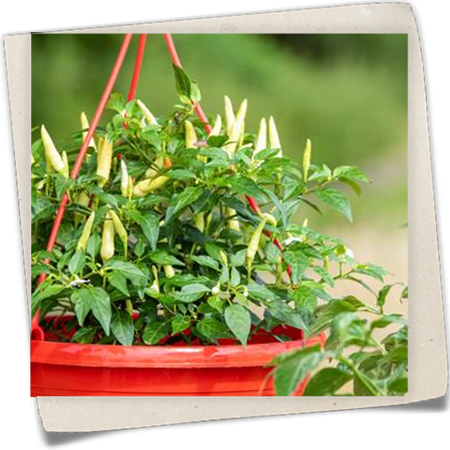 Chili 'Thai Chili' Chili 'Thai Chili'