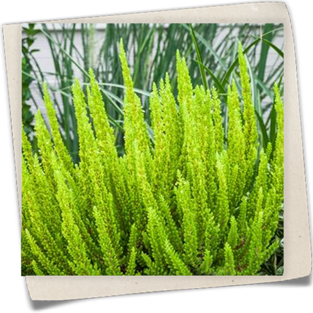 Blattschmuckheide Beauty Ladies® 'Skyline' Blattschmuckheide Beauty Ladies® 'Skyline'