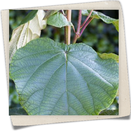 Kiwi 'Atlas' (männlich) Kiwi 'Atlas' (männlich)