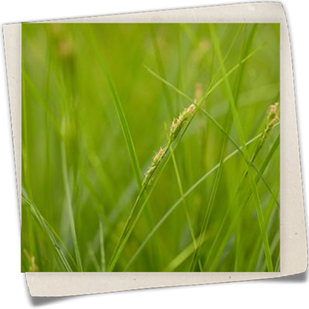 Bräunliche Segge Bräunliche Segge