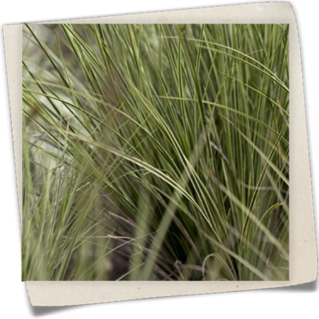 Garten-Segge 'Jenneke' Garten-Segge 'Jenneke'