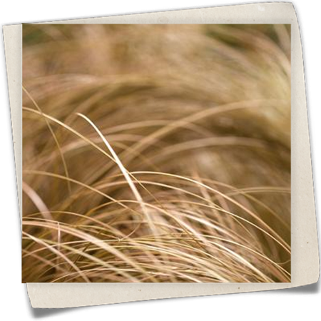 Bräunliche Garten-Segge 'Bronze Form' Bräunliche Garten-Segge 'Bronze Form'