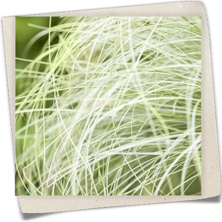 Bräunliche Garten-Segge Bräunliche Garten-Segge